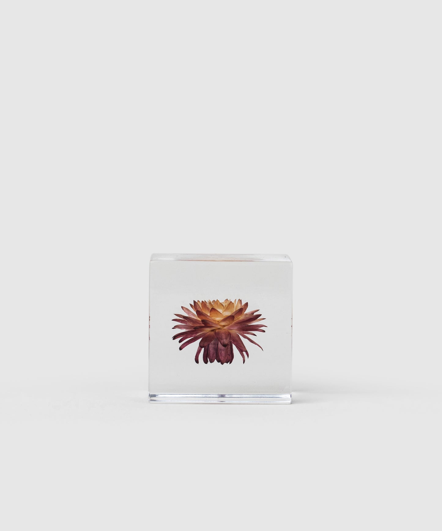 Miniature Japanese Inspired Sola Cube With A Strawflower | KonMari