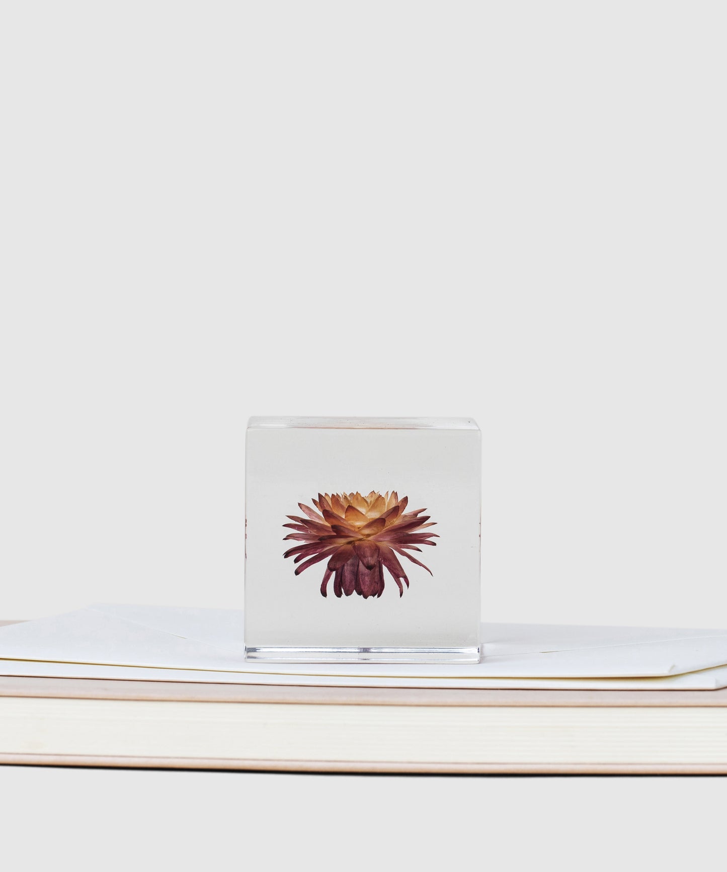 Miniature Japanese Inspired Sola Cube With A Strawflower | KonMari